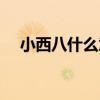 小西八什么意思韩文（小西八什么意思）