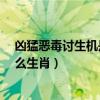 凶猛恶毒讨生机是什么生肖的动物?（凶猛恶毒讨生机是什么生肖）
