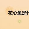 花心鱼是什么样的(什么鱼最不花心) 花心鱼是什么样的(什么鱼最不花心)