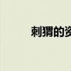 刺猬的资料有哪些（刺猬的资料）