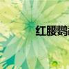 红腰鹦鹉图片大全（红腰鹦鹉）
