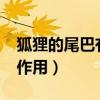狐狸的尾巴有什么作用?(狐狸的尾巴有什么作用) 狐狸的尾巴有什么作用?(狐狸的尾巴有什么作用)