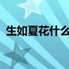 生如夏花什么意思?（生如夏花是什么意思）