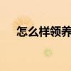怎么样领养qq宠物猪猪（qq宠物猪猪）