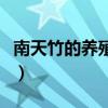 南天竹的养殖方法和注意事项怎么养（南天竹）