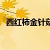 西红柿金针菇汤的做法（金针菇汤的做法）