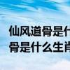 仙风道骨是什么意思指的是什么生肖（仙风道骨是什么生肖）