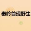 秦岭首现野生大熊猫（秦岭首现野生大熊猫）