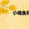 小嘴鱼和偏口鱼的区别（小嘴鱼）