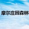 摩尔庄园森林骑士卡牌（摩尔庄园森林骑士）