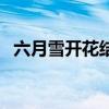 六月雪开花结果吗（六月雪什么时候开花）