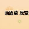 画眉草 原变种(关于画眉草 原变种介绍) 画眉草 原变种(关于画眉草 原变种介绍)