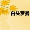 白头罗曼史（关于白头罗曼史介绍）