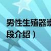男性生殖器崇拜阶段（关于男性生殖器崇拜阶段介绍）