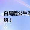 白尾鹿公牛岛亚种（关于白尾鹿公牛岛亚种介绍）