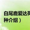 白尾鹿爱达荷州亚种（关于白尾鹿爱达荷州亚种介绍）