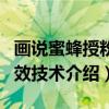 画说蜜蜂授粉增效技术（关于画说蜜蜂授粉增效技术介绍）
