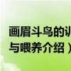 画眉斗鸟的训练与喂养（关于画眉斗鸟的训练与喂养介绍）