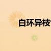 白环异枝竹（关于白环异枝竹介绍）