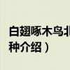 白翅啄木鸟北疆亚种（关于白翅啄木鸟北疆亚种介绍）