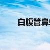 白腹管鼻蝠（关于白腹管鼻蝠介绍）