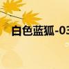 白色蓝狐-039（关于白色蓝狐-039介绍）