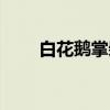 白花鹅掌柴(关于白花鹅掌柴介绍) 白花鹅掌柴(关于白花鹅掌柴介绍)