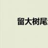 留大树尾法（关于留大树尾法介绍）