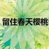 留住春天樱桃酱（关于留住春天樱桃酱介绍）