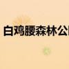 白鸡腰森林公园（关于白鸡腰森林公园介绍）