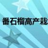 番石榴高产栽培（关于番石榴高产栽培介绍）