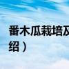 番木瓜栽培及利用（关于番木瓜栽培及利用介绍）