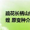 疏花长柄山蚂蝗 原变种（关于疏花长柄山蚂蝗 原变种介绍）