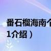 番石榴海南个体001（关于番石榴海南个体001介绍）