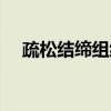 疏松结缔组织（关于疏松结缔组织介绍）