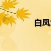 白凤九（关于白凤九介绍）