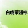 白嘴栗翅椋鸟（关于白嘴栗翅椋鸟介绍）