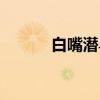 白嘴潜鸟（关于白嘴潜鸟介绍）