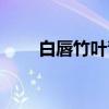 白唇竹叶青（关于白唇竹叶青介绍）
