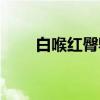 白喉红臀鹎（关于白喉红臀鹎介绍）