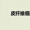 皮纤维细胞（关于皮纤维细胞介绍）
