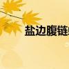 盐边腹链蛇（关于盐边腹链蛇介绍）