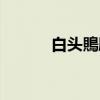 白头鵙鹛（关于白头鵙鹛介绍）
