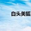 白头美狐猴（关于白头美狐猴介绍）