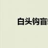 白头钩盲蛇（关于白头钩盲蛇介绍）