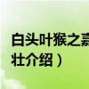 白头叶猴之嘉猴壮壮（关于白头叶猴之嘉猴壮壮介绍）