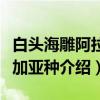 白头海雕阿拉斯加亚种（关于白头海雕阿拉斯加亚种介绍）
