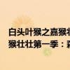 白头叶猴之嘉猴壮壮第一季：森林使者（关于白头叶猴之嘉猴壮壮第一季：森林使者介绍）