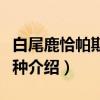 白尾鹿恰帕斯州亚种（关于白尾鹿恰帕斯州亚种介绍）