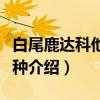 白尾鹿达科他州亚种（关于白尾鹿达科他州亚种介绍）